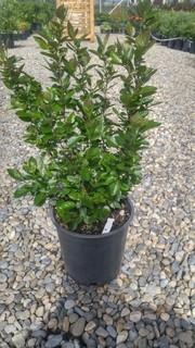 Lot of (5) Cotoneaster Potted Shrubs Approximate Size # 2.