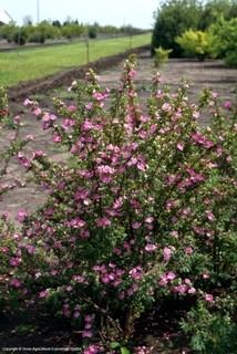 Lot of (5) Woods Rose Potted Shrubs Approximate Size # 2.