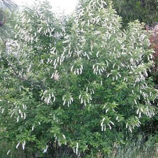 Lot of (2) Clump Chokecherry Potted Trees Approximate Size # 10.