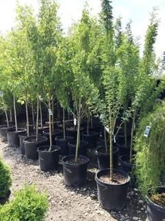 Lot of (2) Sutherland Caragana Potted Trees Approximate Size # 10.