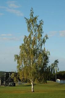 Lot of (3) Cutleaf Weeping Birch Potted Trees Approximate Size # 10.