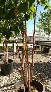 Clump Paper Birch Potted Tree Approximate Size # 5.