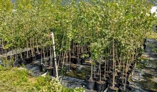  Lot of (5) Trembling Aspen  Potted Trees Approximate Size # 2.