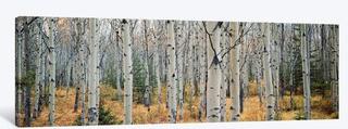 Aspen Trees in a Forest, Alberta, Canada' Photographic Print on Canvas 30x90"