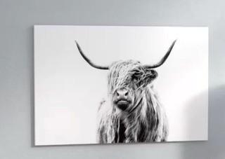 Portrait of a Highland Cow' Photographic Print 40x26"