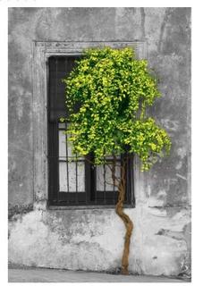 Tree in Front of Window' Photographic Print on Wrapped Canvas 18x26"