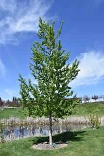 Lot of (5) Assiniboine Poplar Trees In Basket Approximate Size 100mm. 