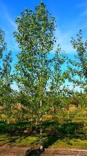 Lot of (5) Spur Lanceleaf Poplar Trees In Basket Approximate Size 100mm. 