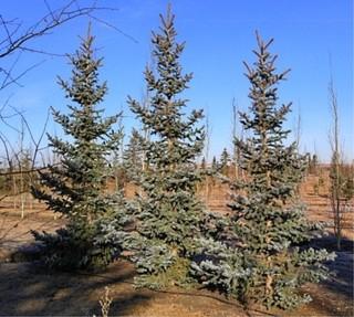Lot of (5) Bakeri Spruce Trees In Basket Approximate Size 4-4.5m. 
