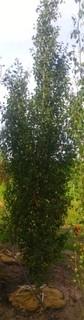 Lot of (1) Swedish Columnar Aspen Tree In Basket Approximate Size 80mm. 