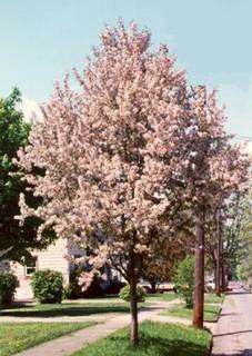 Lot of (5) Spur Pink Spire Crab Trees In Basket Approximate Size 70-90mm. 