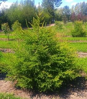 Lot of (5) Obovata Spruce Trees In Basket Approximate Size 2.5-3.5m. 