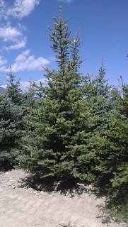 (5) Spruce Trees 2.5 - 3.5 Meters