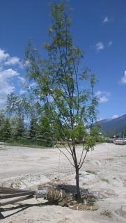 (5) Mountain Ash Trees 9' - 12' Tall