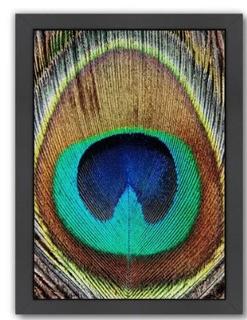 Peacock Feather Framed Graphic Art 26.5" H x 20.5" W x 1.5" D