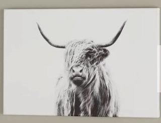 Portrait of a Highland Cow' Photographic Print 8x12"
