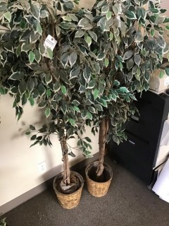 Qty Of (2) Artificial Office Plants *LOCATED AT FRONTIER MECHANICAL*