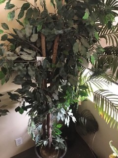 Artificial Office Plant *LOCATED AT FRONTIER MECHANICAL*