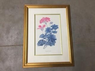 Gold Framed Ivy-Leaved Geranium Art 25"x 19"